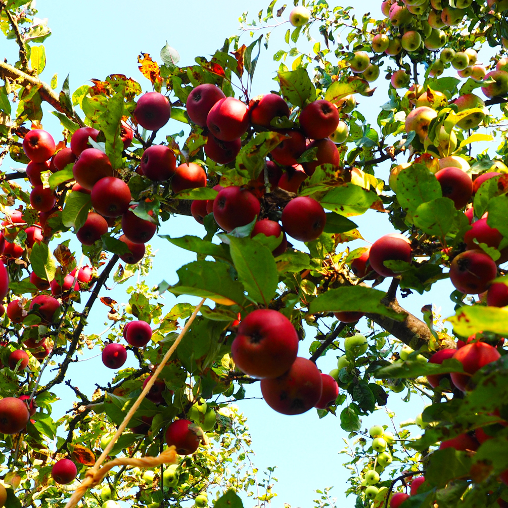 Friends of the Greenbelt / Apples