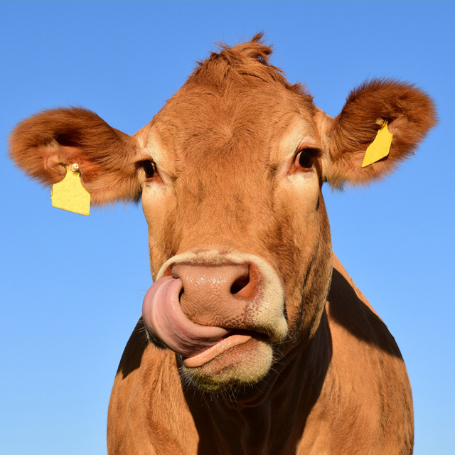 Dairy Farmers of Newfoundland / No Bull Campaign
